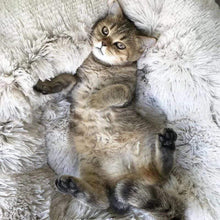 Charger l'image dans la galerie, Lit Apaisant Comfy® | Pour Chien et Chat